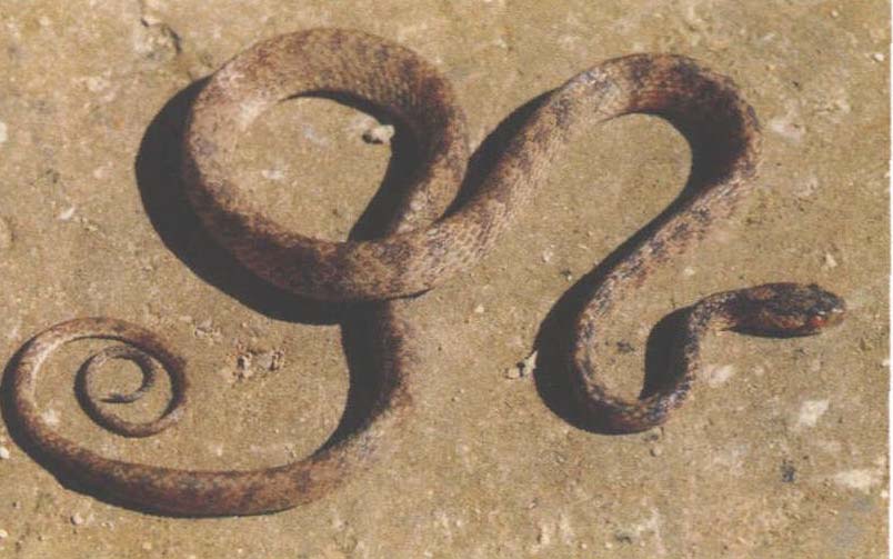  p>喜山钝头蛇( a href="#" data-lemmaid="8074290">学名 /a>:pareas