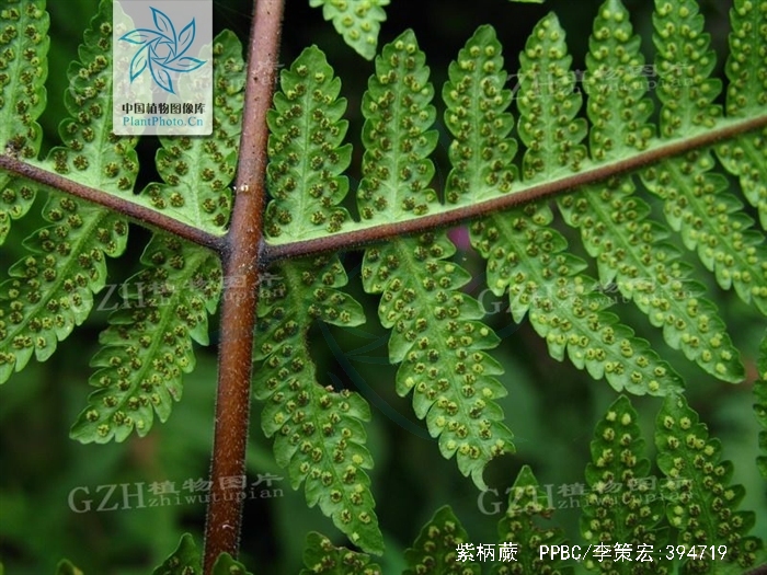  p>紫柄蕨,蕨类植物,广泛分布于长江以南各省区东至台湾,西南达云南