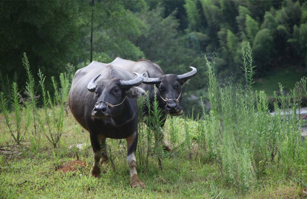  p>滇东南水牛因主产于 a target="_blank" href="/item/云南省