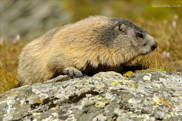  p>喜马拉雅旱獭(学名: i>marmota himalayana /i>)别名哈拉, a href=