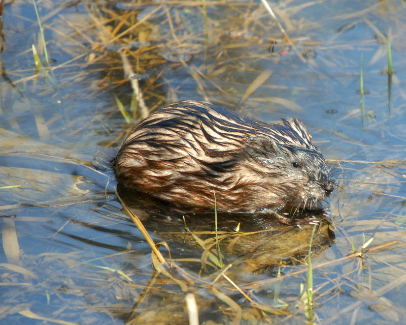 水老鼠靠肺呼吸,一般昼伏夜出,觅食病鱼,死鱼.