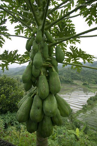  p>番木瓜,番木瓜科番木瓜属的常绿软木质小乔木,高达10米,具有乳汁