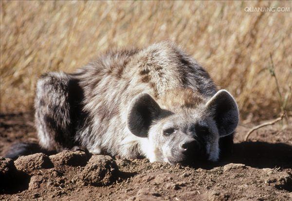  p>斑鬣狗(学名: i>crocuta crocuta /i>):又名斑点鬣狗,体长约95-160