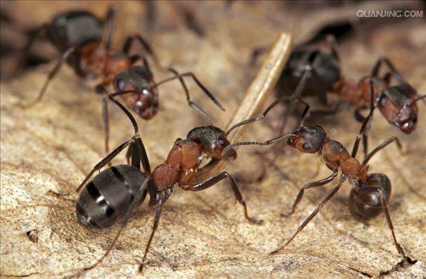红蚂蚁