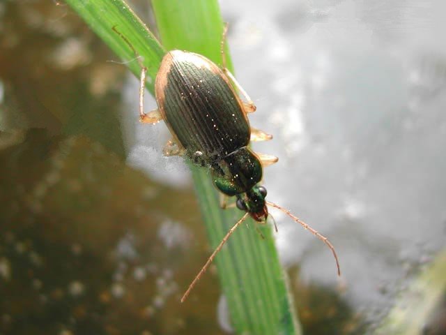 chlaenius spoliatus rossi