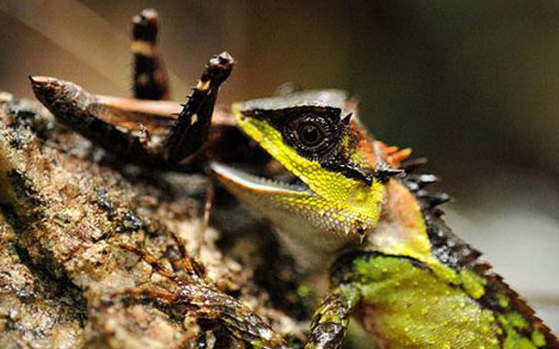  p>长棘蜥( i>acanthosaura armata /i>&nbsp;hardwicke and gray