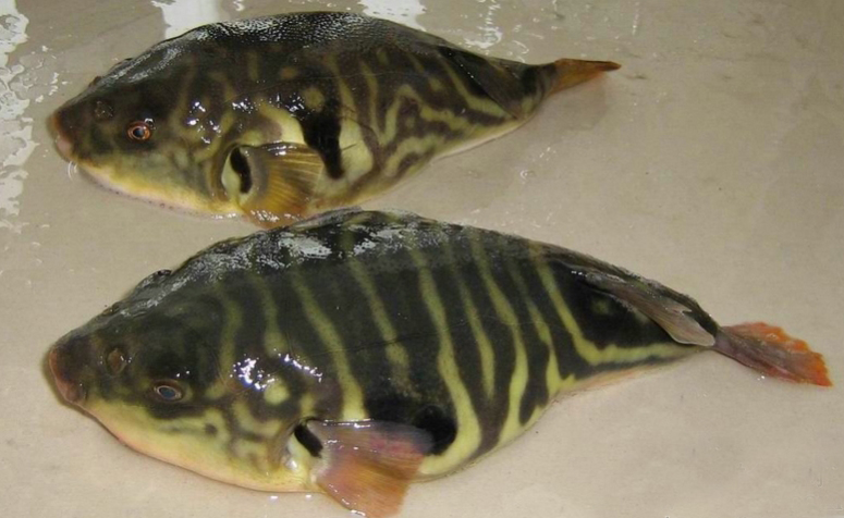 target="_blank" href="/item/硬骨鱼纲">硬骨鱼纲 /a>鲀科东方鲀属