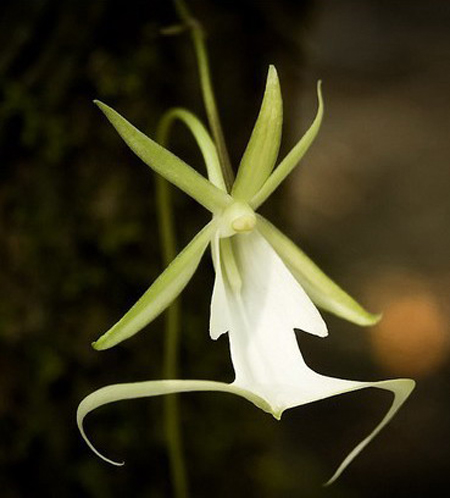 dendrophylax lindenii