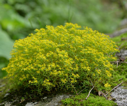  p>佛甲草(学名: i>sedum lineare /i>  thunb.
