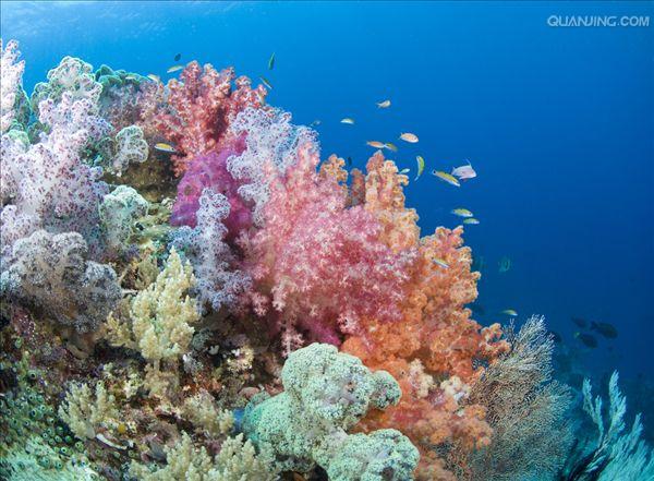 珊瑚礁