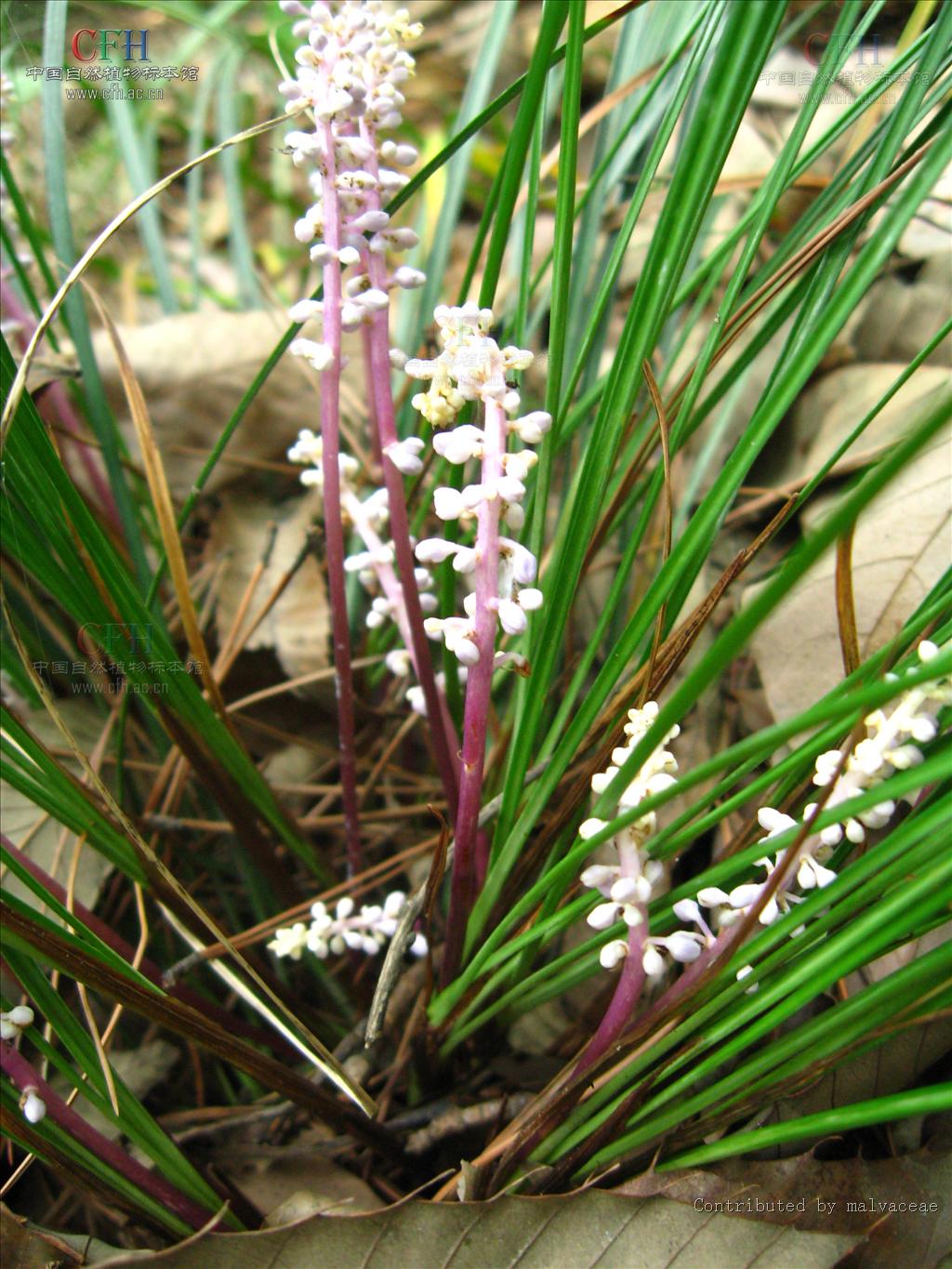 是百合科山麦冬属植物.