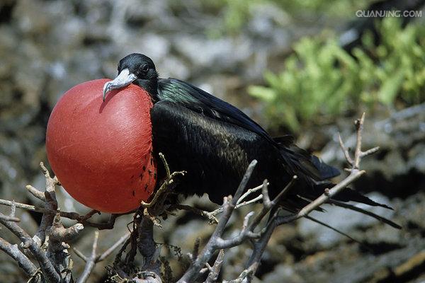  p>喉囊(hou nang), a target="_blank" href=