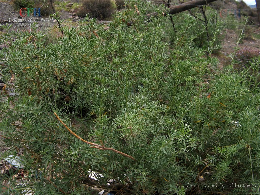 是豆科冬麻豆属植物,产我国西藏,茎叶有毒.