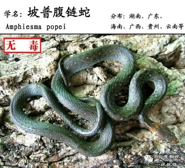  p>坡普腹链蛇( i>amphiesma popei /i>&nbsp;(schmidt,1925))是