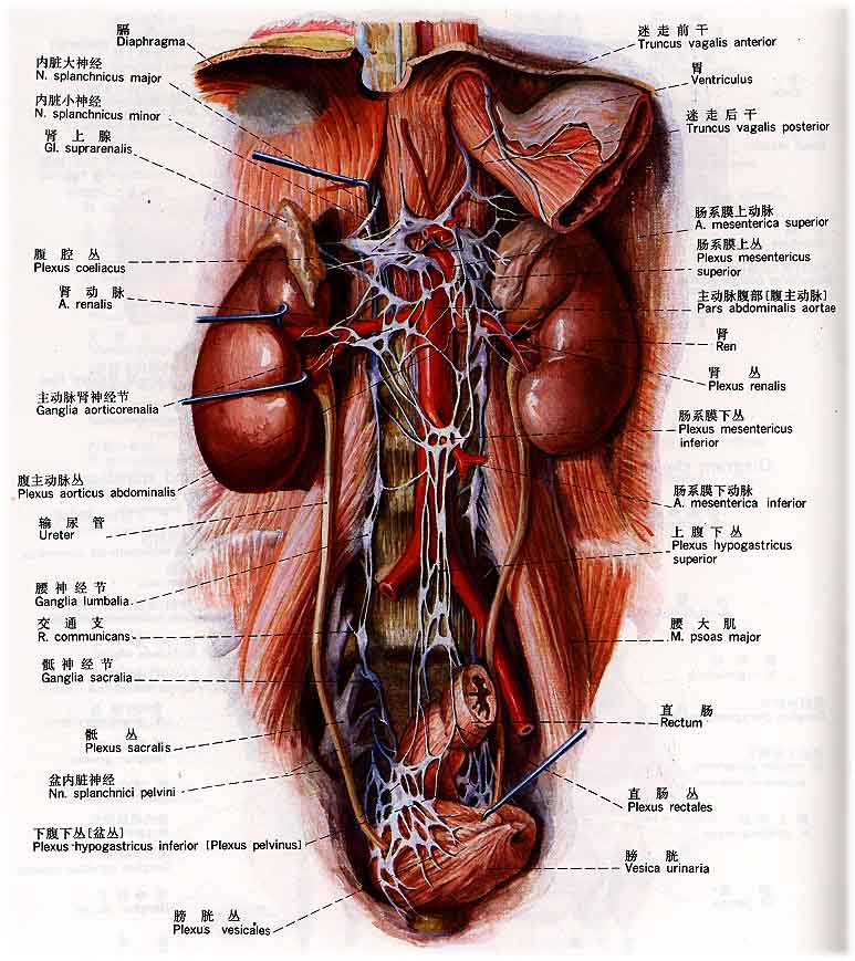 系统解剖学彩色图谱