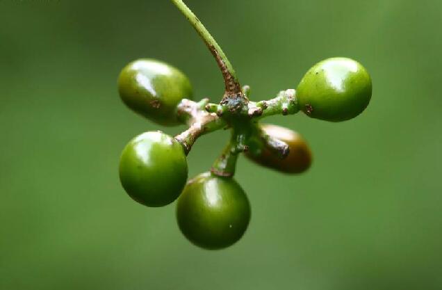  p data-id="gnbkx6fk56">金线吊乌龟( i>stephania cepharantha /i>