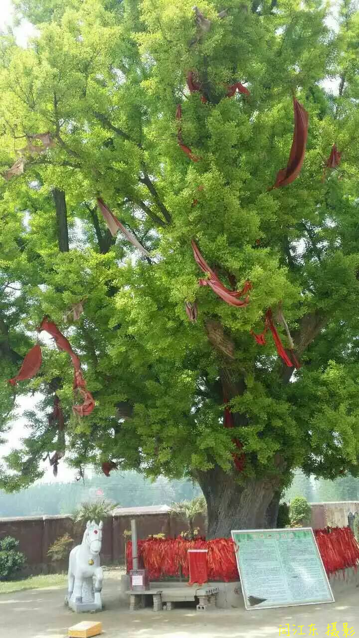 千年白果树