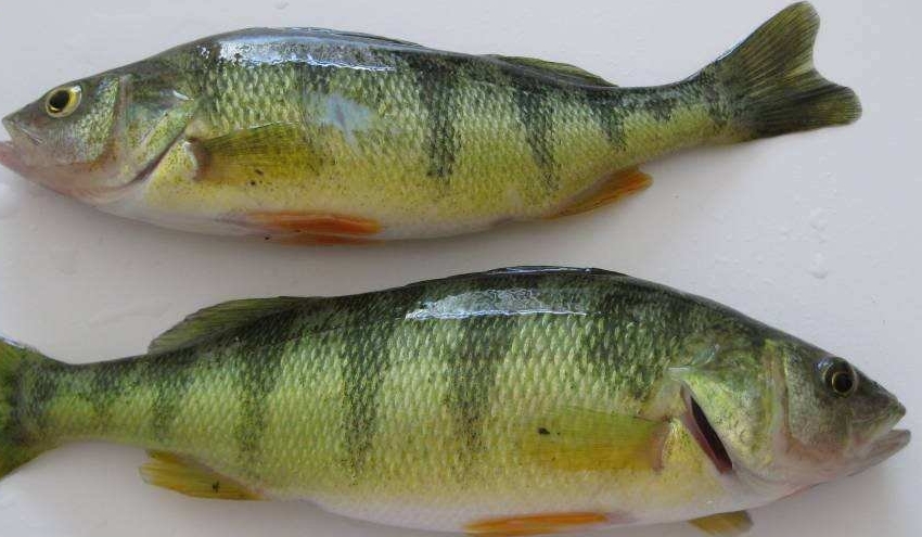  p>是美国最著名的 a target="_blank" href="/item/鲈鱼/66871" data