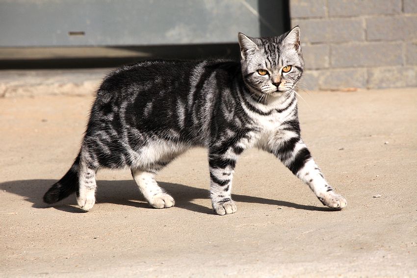 href="#" data-lemmaid="3601340">土猫 /a>,而是从美国虎斑猫培育