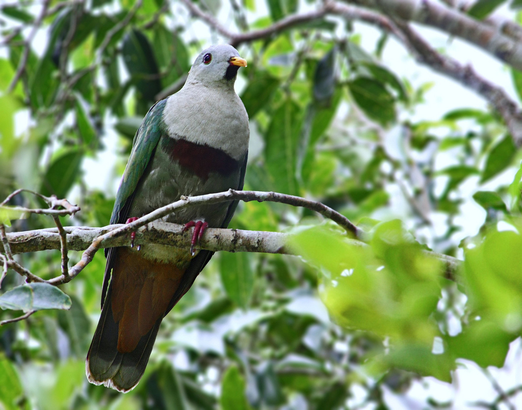  p>黑颏果鸠(学名: i>ramphiculus leclancheri /i>):体长28-29厘米.