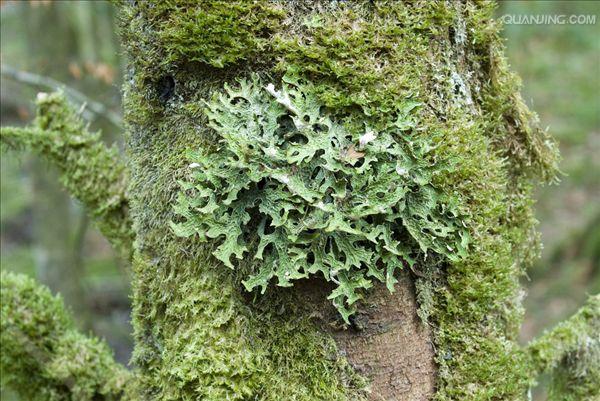 p>地衣是蓝细菌或藻类与真菌共生的复合体.