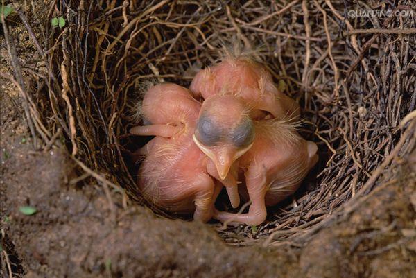  p>小鸡是鸡雏的通俗叫法,鸡雏就是鸡的幼崽,从 a href="#" data