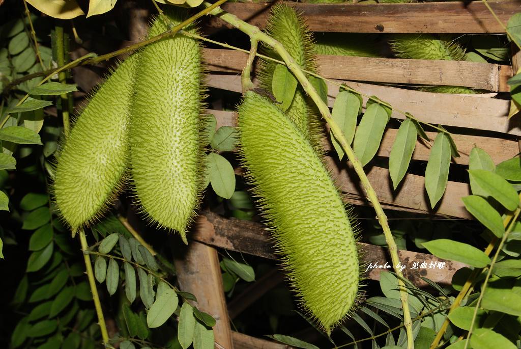  p>南蛇簕,中药名.