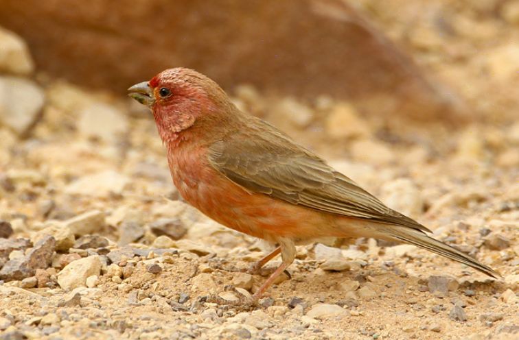 carpodacus  synoicus