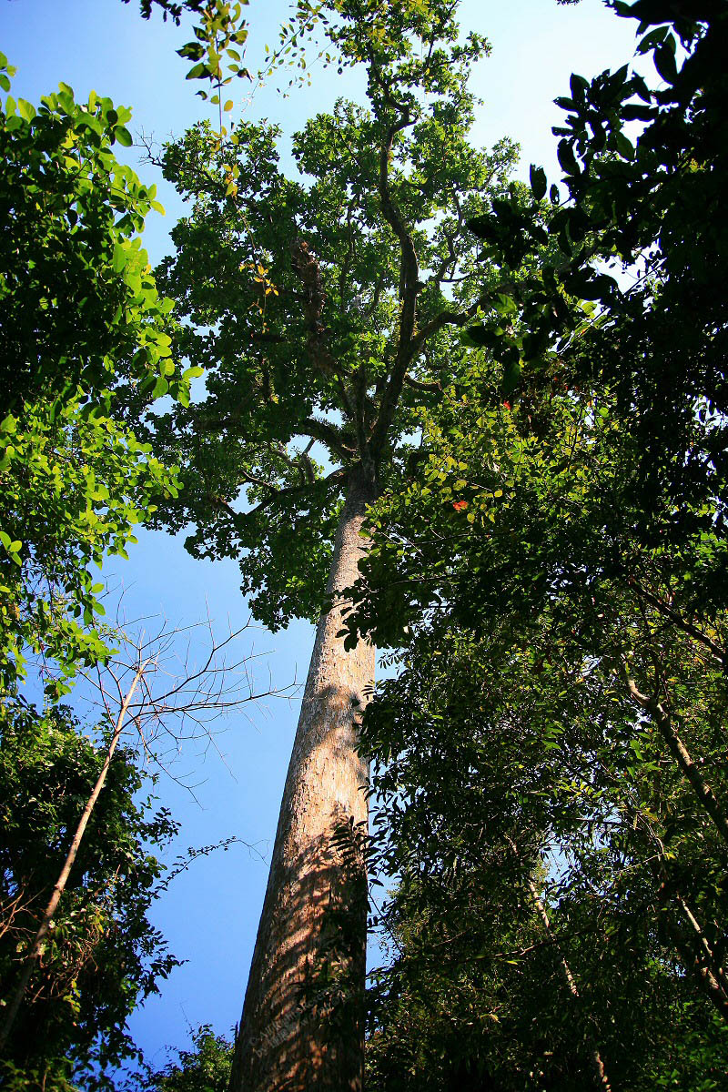 龙脑香树 全网资源