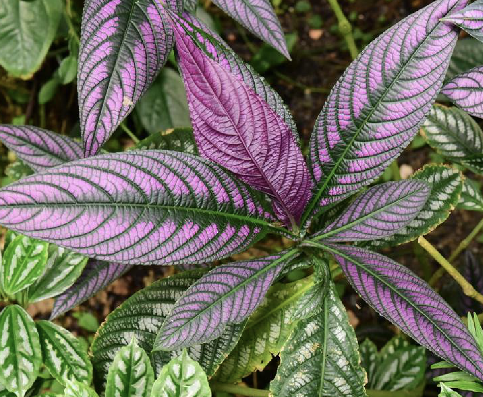  p>红背耳叶马蓝(学名: i>perilepta dyeriana /i> (mast.) bremek.