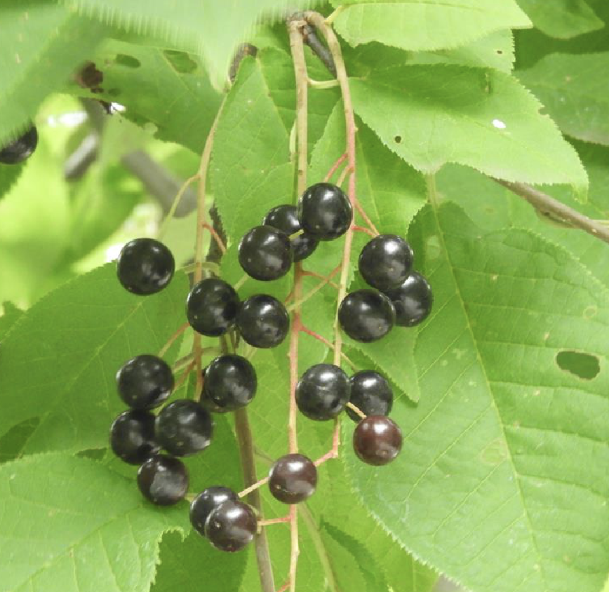  p>稠李(学名: i>padus racemosa /i> (linn.) gilib.