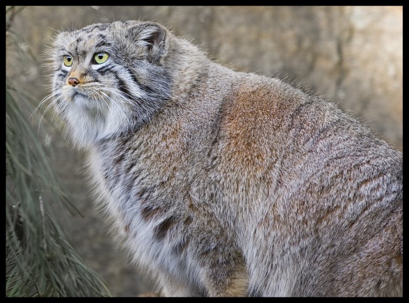 otocolobus manul manul