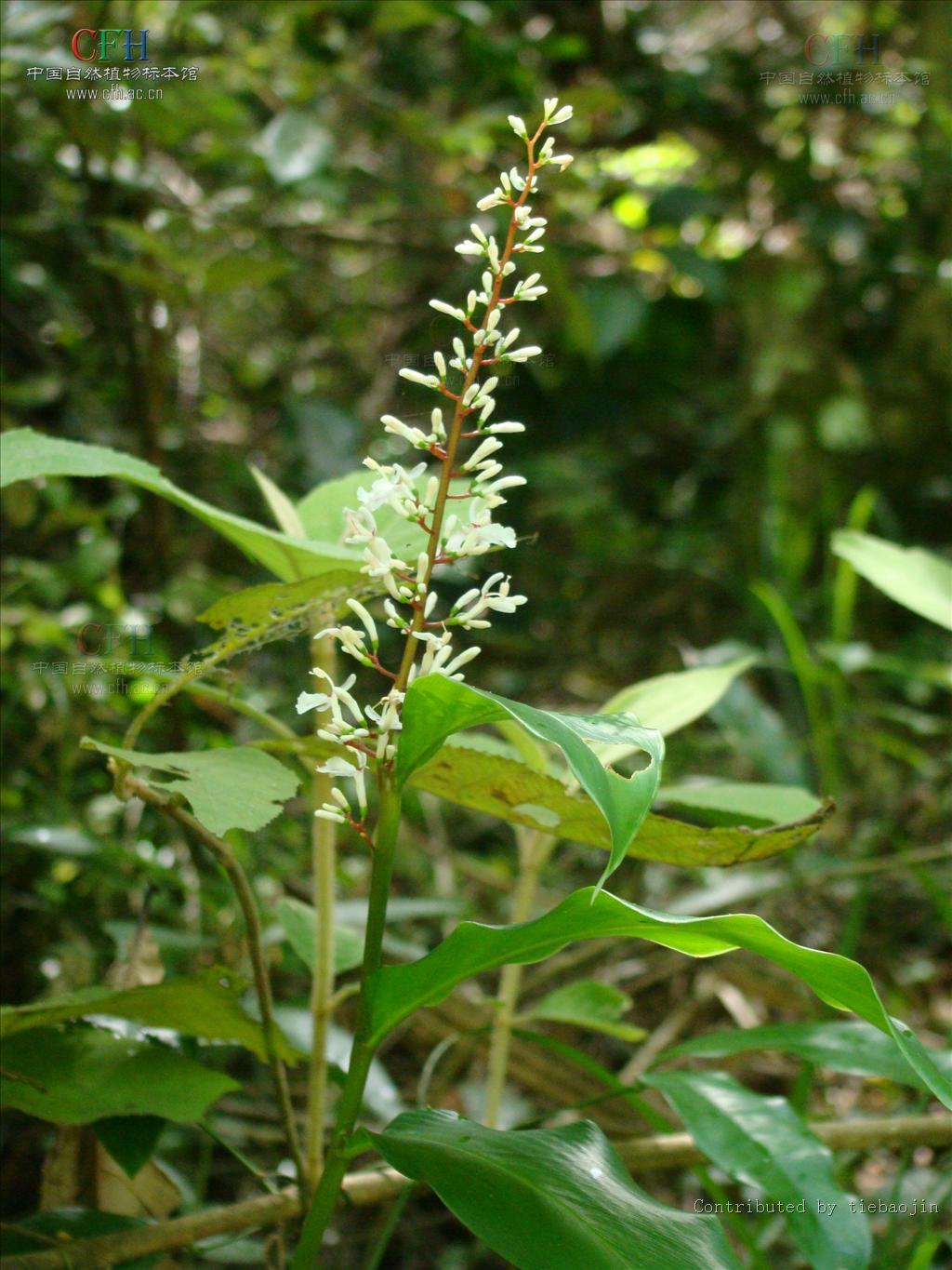  p>华山姜( a href="#" data-lemmaid="8074290">学名 /a>: i>alpinia