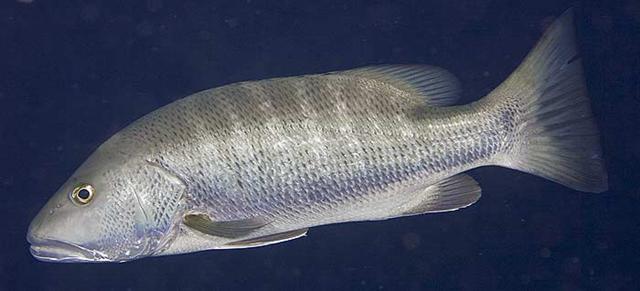 蓝鳍笛鲷