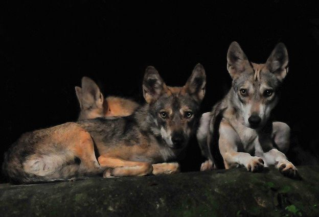  p>伊朗狼(学名: i>canis lupus pallipes /i>)是灰狼的亚种之一,该