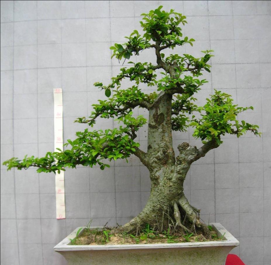  p>福建茶又称基及树,猫仔树,为 a href="#" data-lemmaid="1802150">