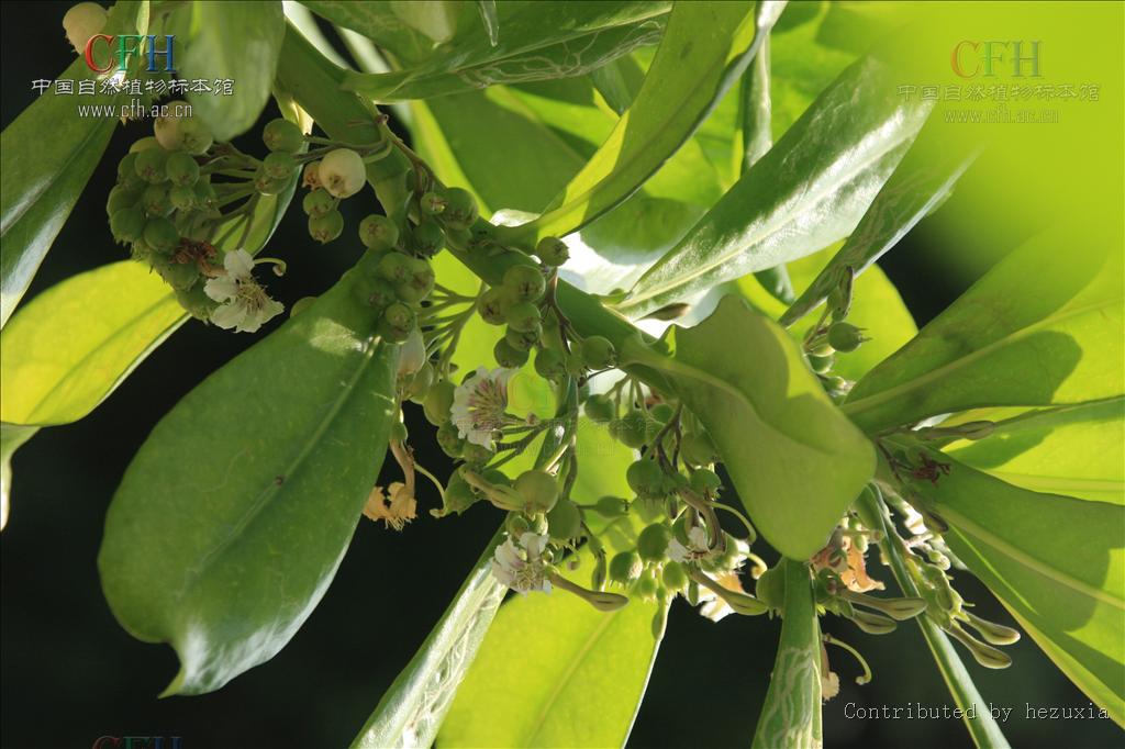 是 a target="_blank" href="/item/双子叶植物纲">双子叶植物纲 a>>