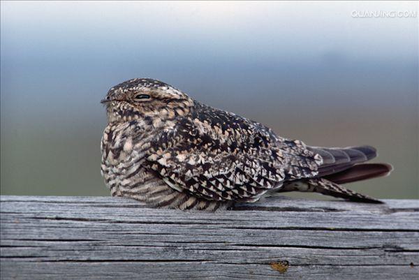 美洲夜鹰