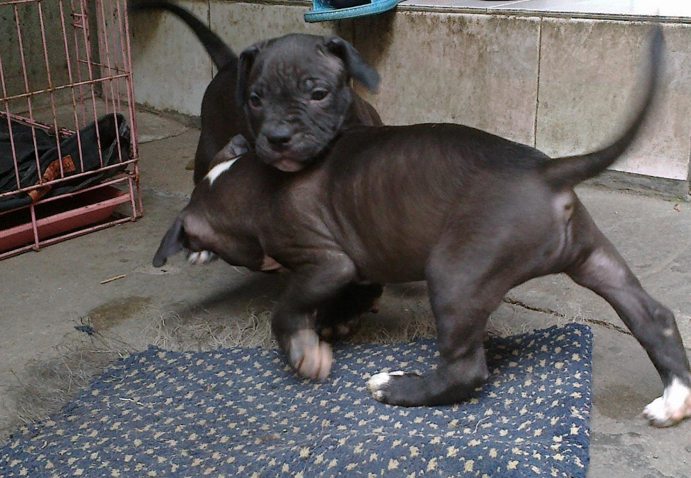  p>比特犬(英文名:american pit bull terrier),比特犬也称美国比特犬