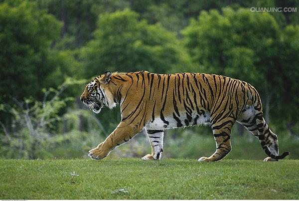 孟加拉虎(panthera tigris tigris):是<a target="