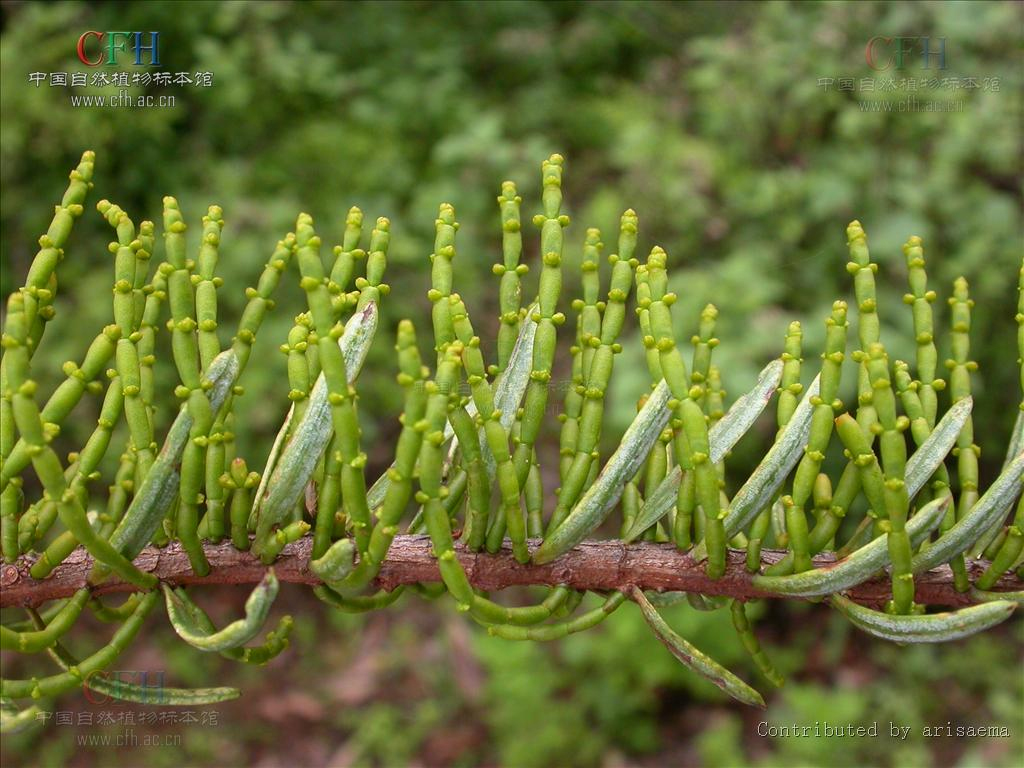  p>油杉寄生(学名: i>arceuthobium chinense /i>),为桑寄生科油杉
