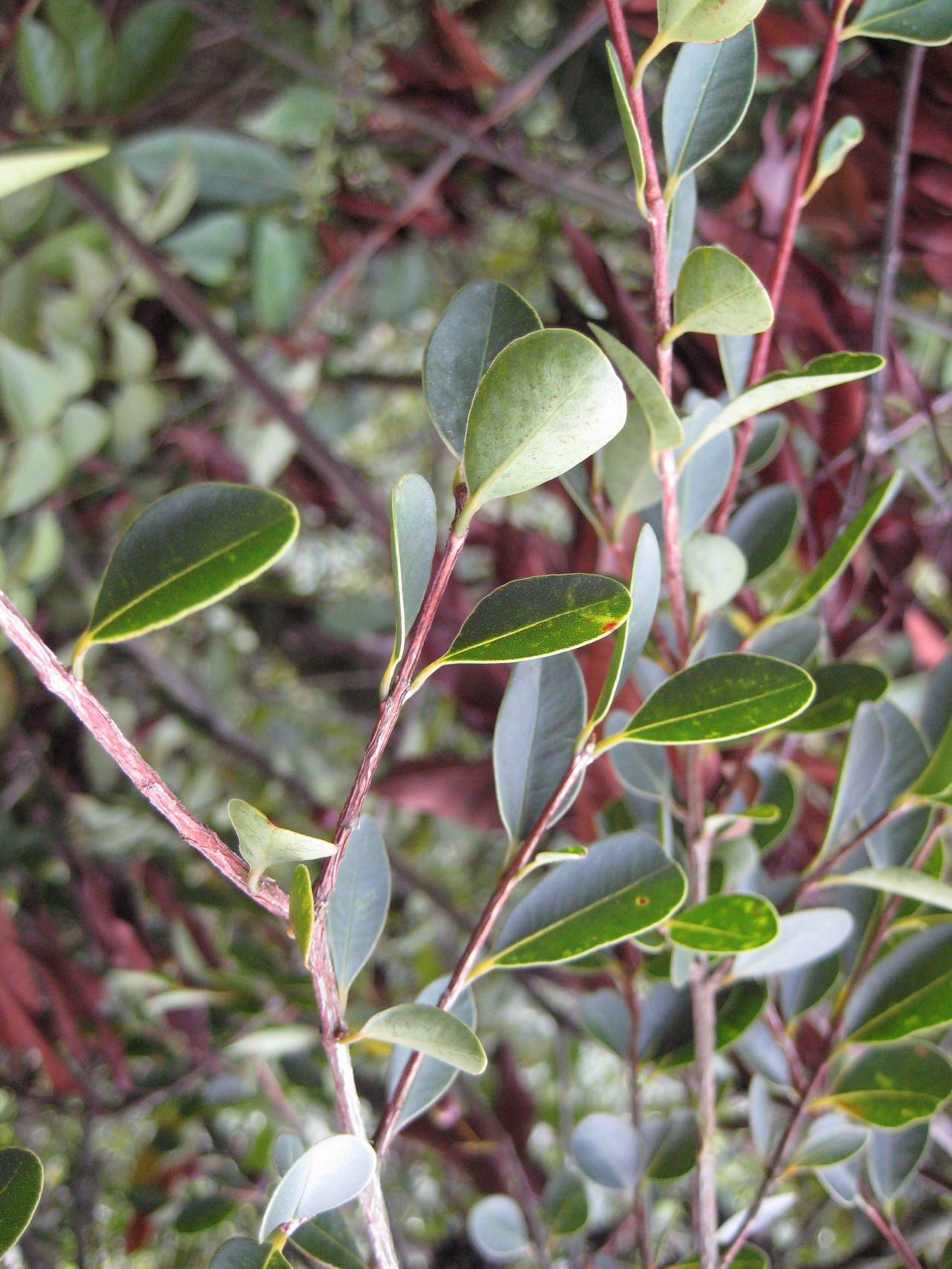 data-lemmaid="8702298">桃金娘科 /a>蒲桃属植物赤楠蒲桃 i>syzygium