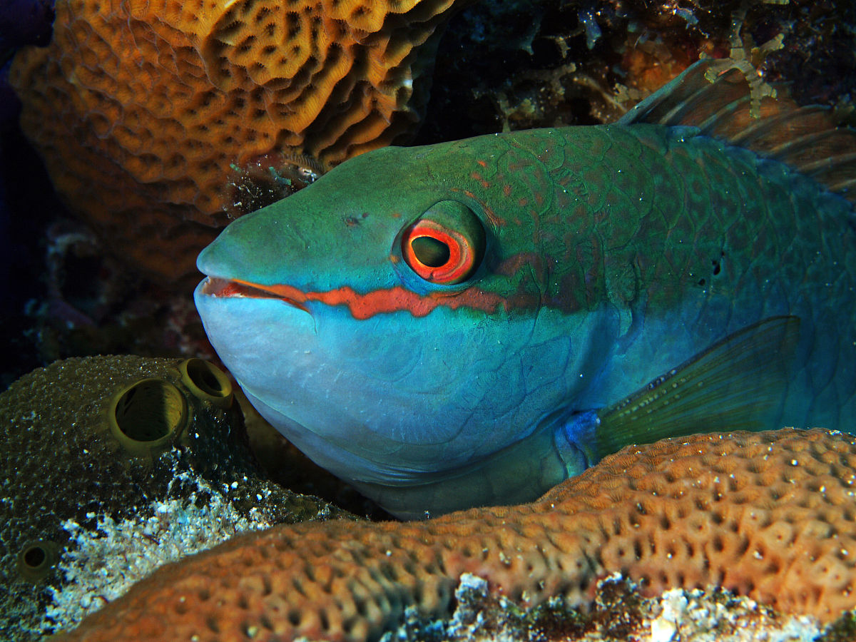  p>绿牙鹦嘴鱼,动物界,脊索动物门,脊椎动物亚门. /p>