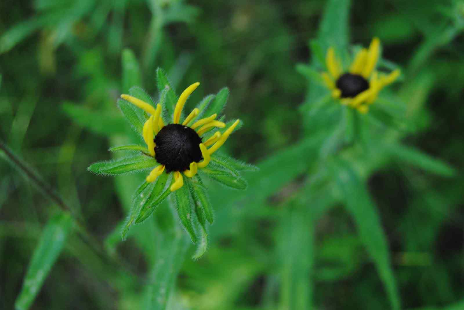 是菊科,婆罗门参属二年生 a target="_blank" href="/item/草本">