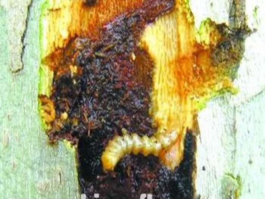  p data-id="gnwv2mjcxj">臭椿沟眶象(学名: i>eucryptorrhynchus