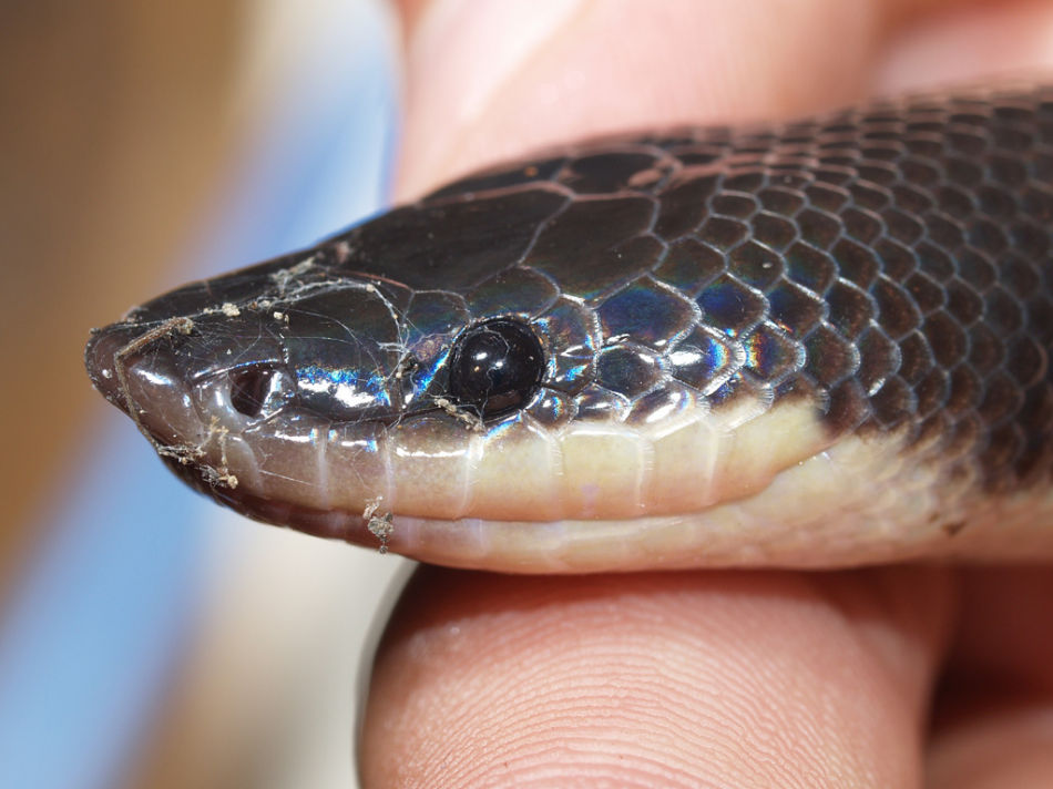  p>闪鳞蛇( i>xenopeltis unicolor reinwardt /i>)是 a href="#"