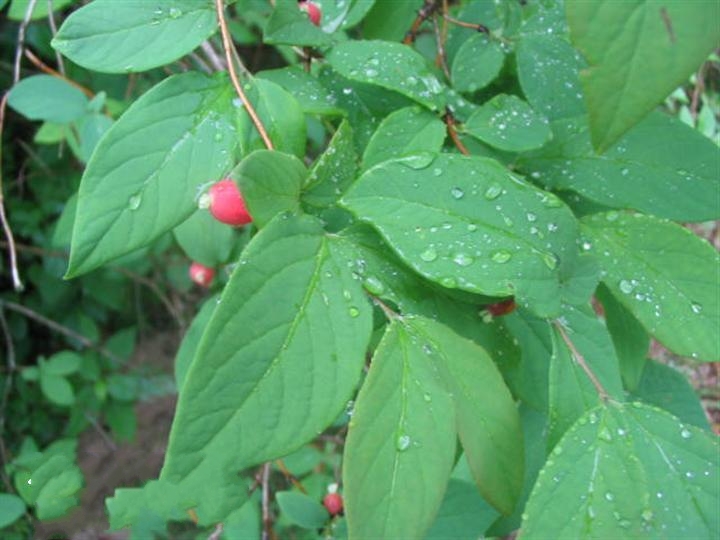  p>北京忍冬(学名: i>lonicera elisae /i> franch.