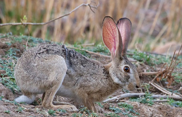  p>印度野兔,又称黑枕野兔,广泛分布在亚洲南部,包括孟加拉国,印度