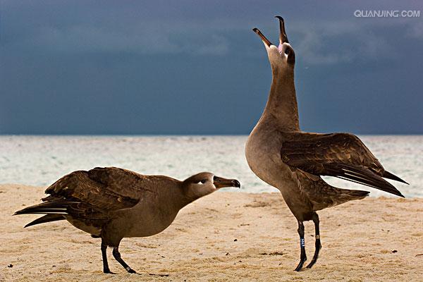  p>黑脚信天翁(学名: i>phoebastria nigripes /i>)为鹱形目 a target