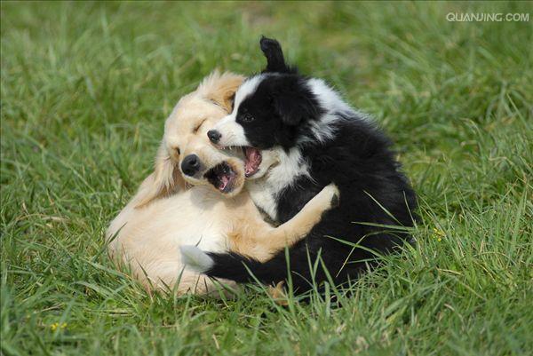 牧羊犬